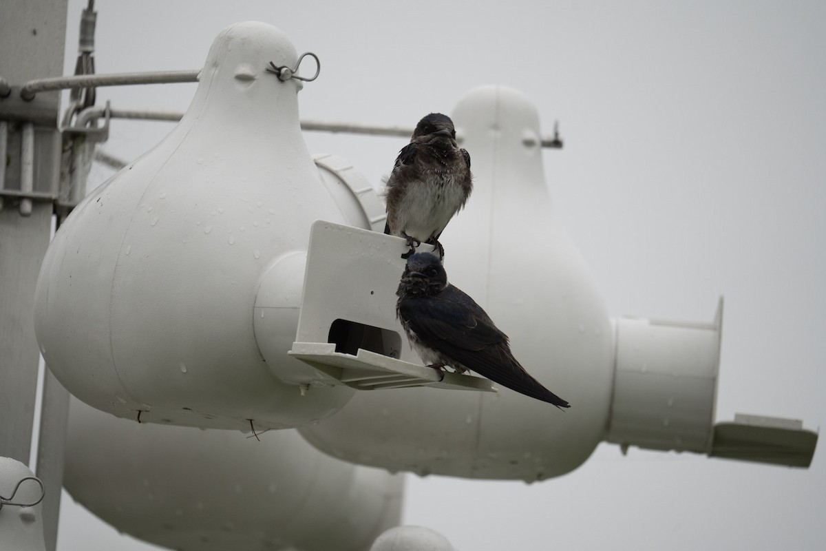 Purple Martin - ML620786463