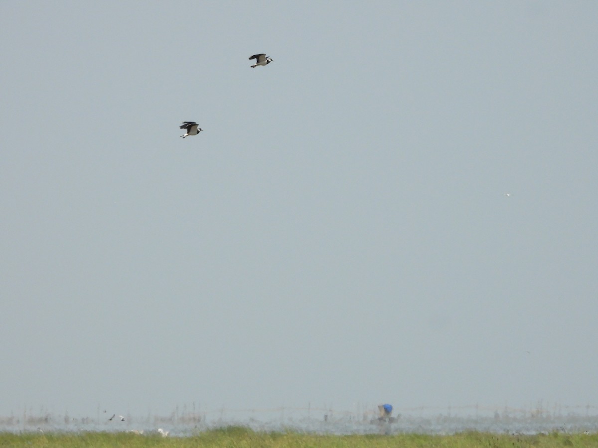 Northern Lapwing - ML620786465