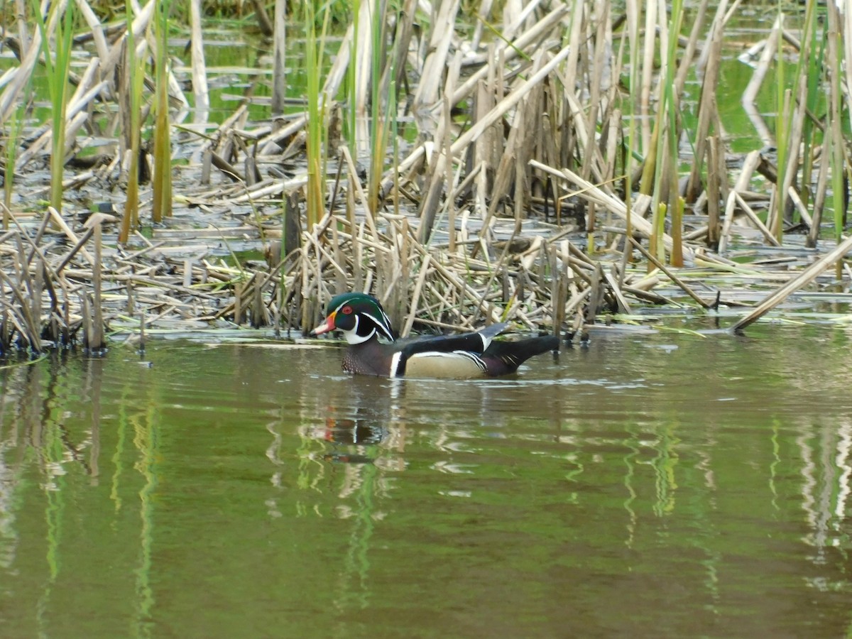 Wood Duck - ML620786468