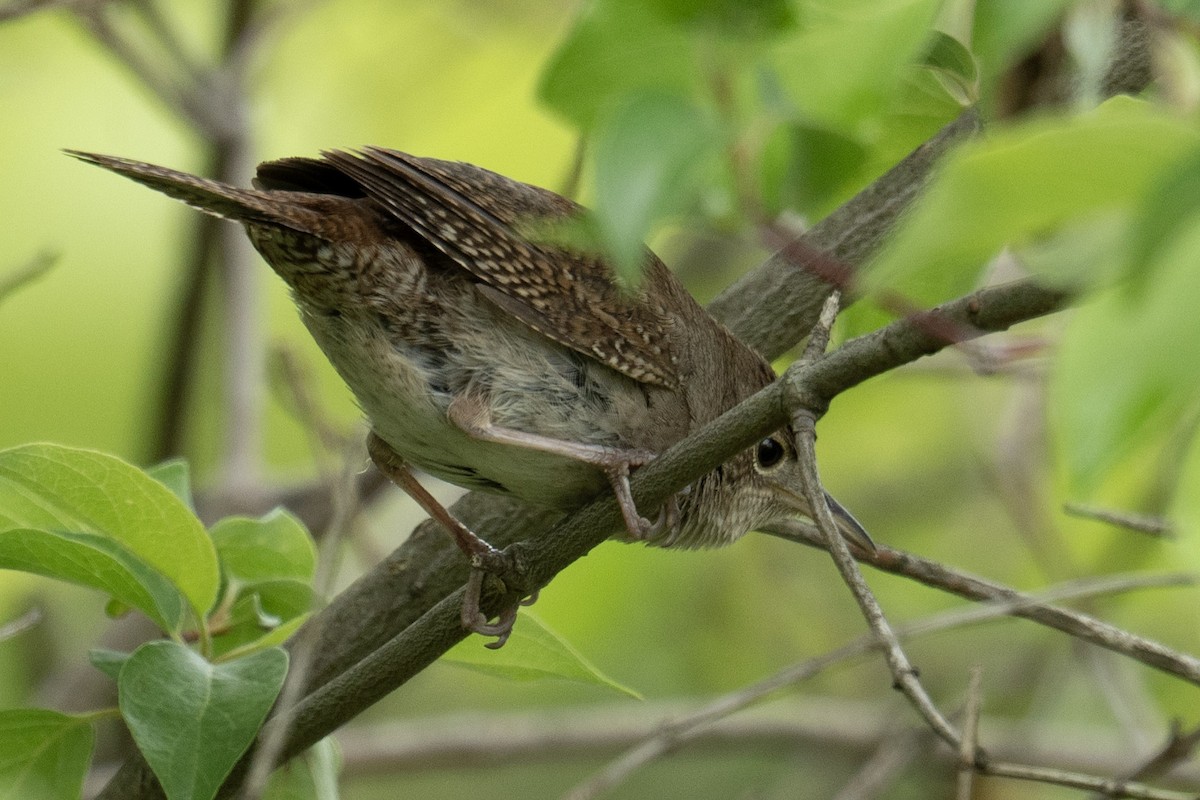 House Wren - ML620786472