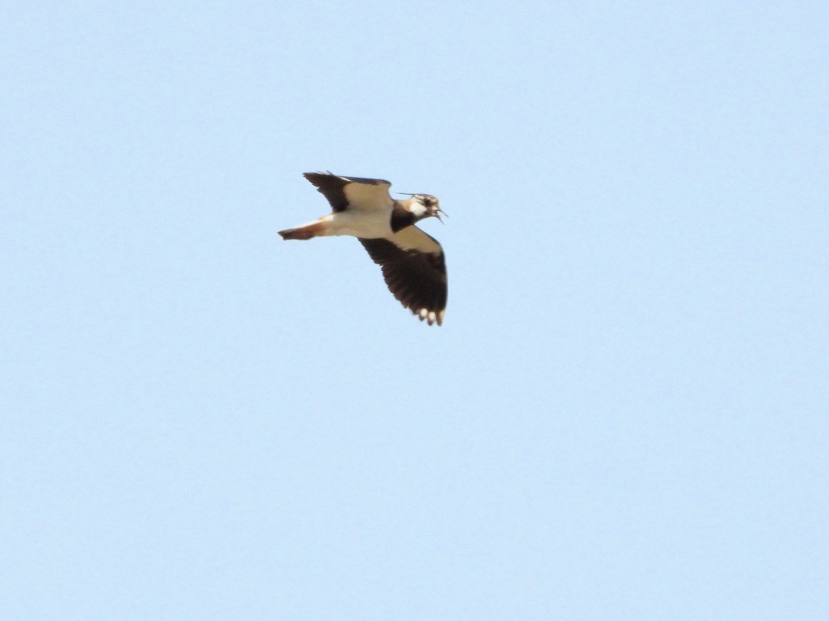 Northern Lapwing - ML620786473