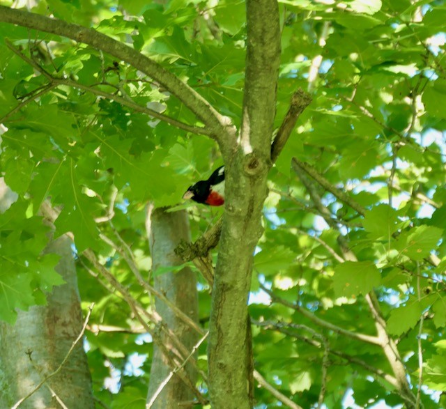 Rose-breasted Grosbeak - ML620786474