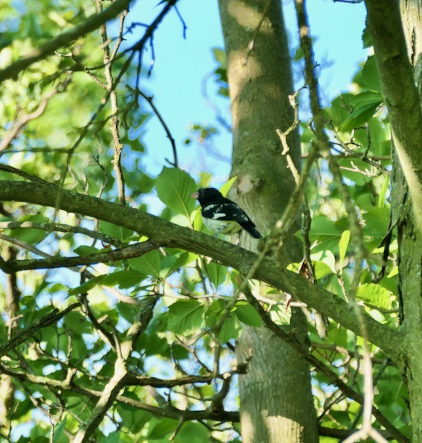 Rose-breasted Grosbeak - ML620786475