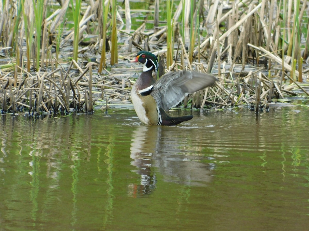 Wood Duck - ML620786477