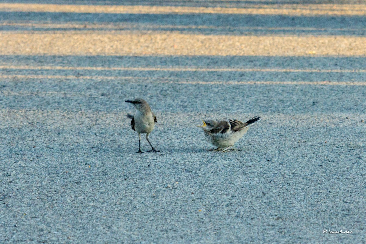 Northern Mockingbird - Louise Auclair