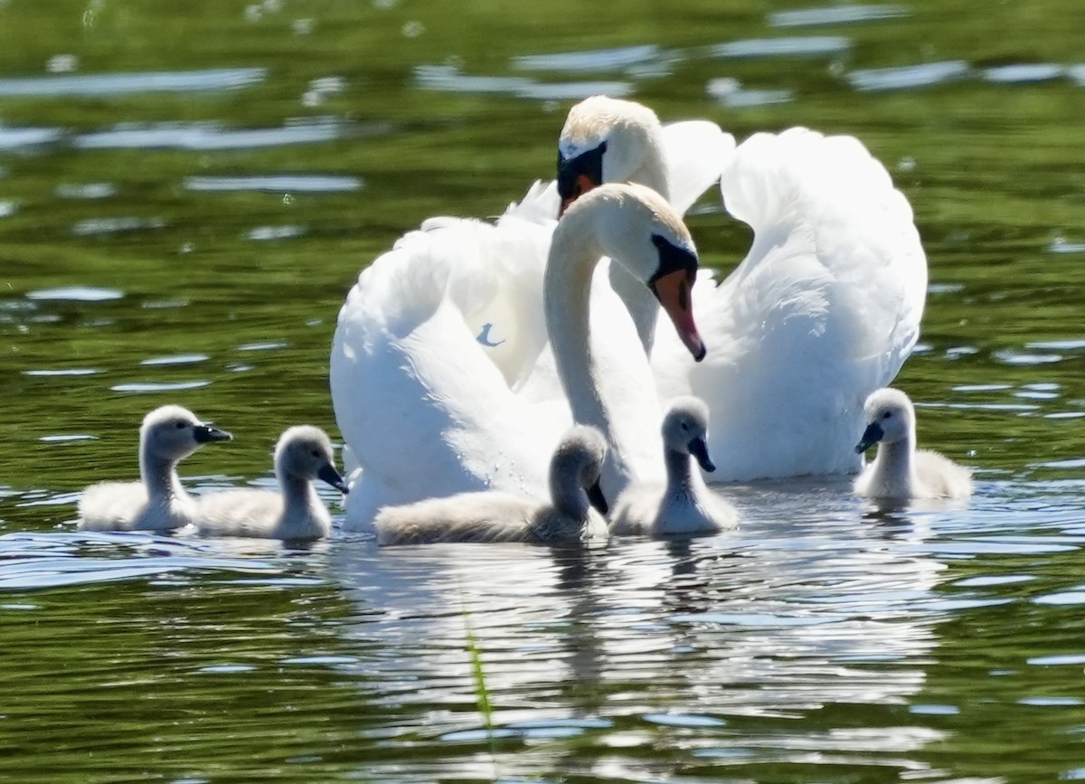 Mute Swan - ML620786492