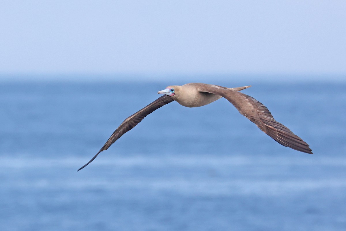 Red-footed Booby (Eastern Pacific) - ML620786495