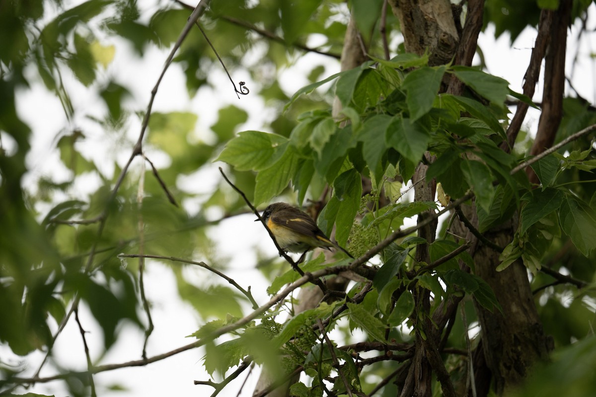 American Redstart - ML620786498