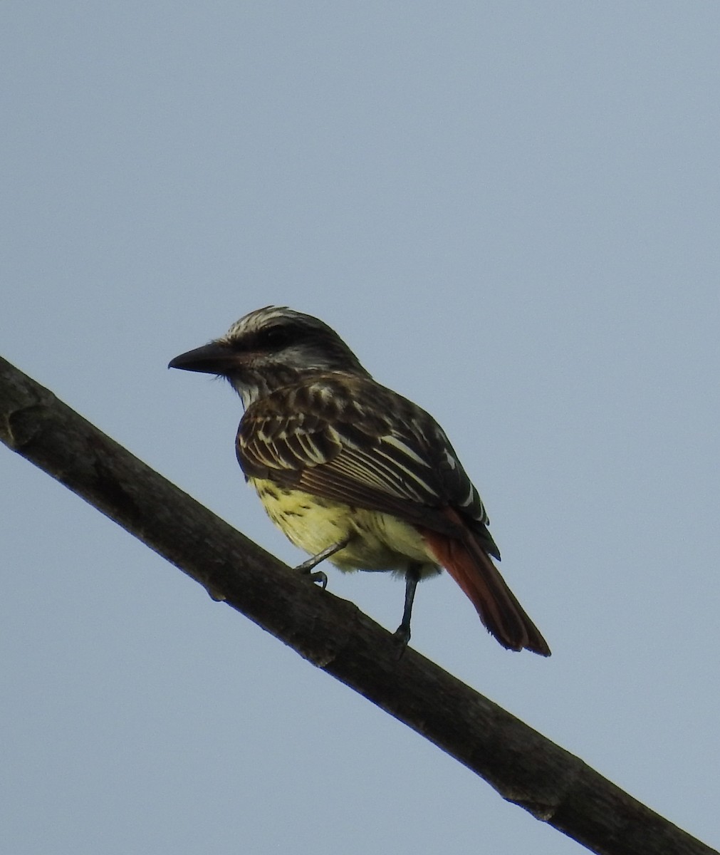 Streaked Flycatcher - ML620786505