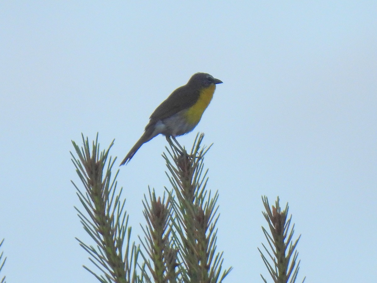 Yellow-breasted Chat - ML620786510