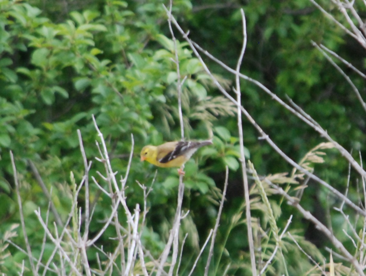 American Goldfinch - ML620786520