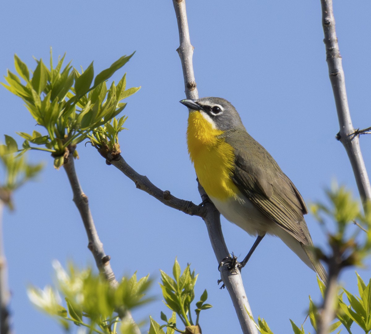 Yellow-breasted Chat - ML620786528