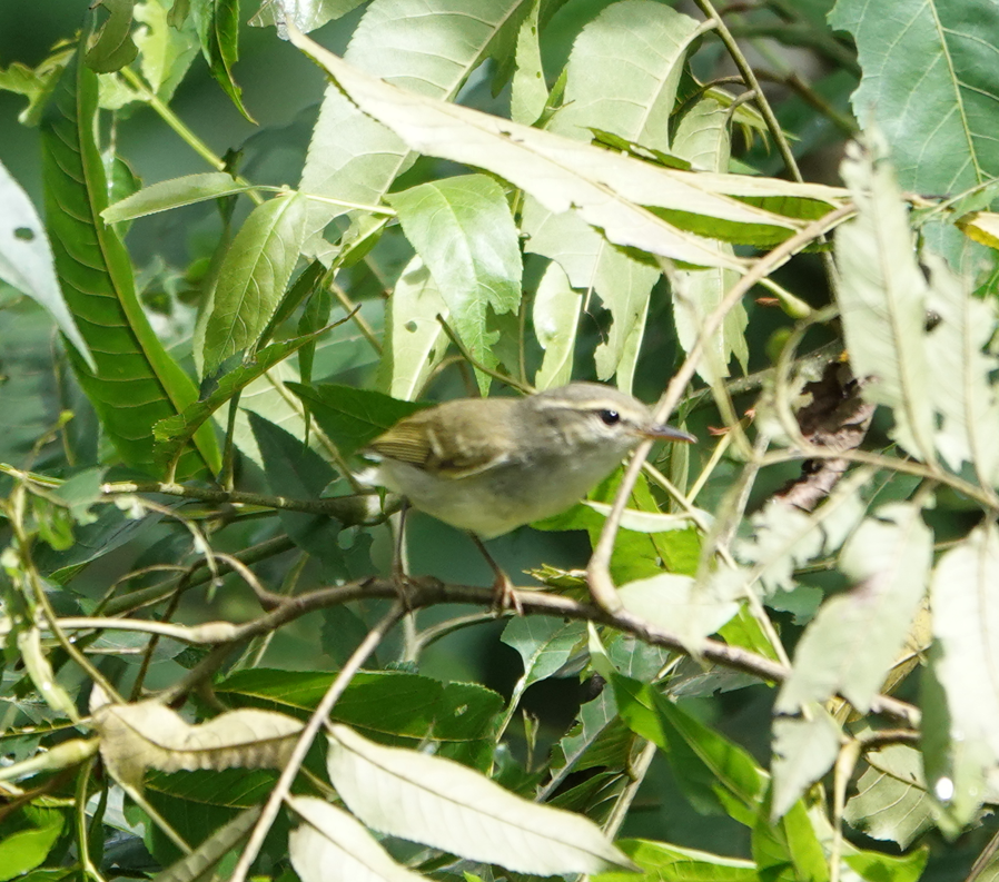 Two-barred Warbler - ML620786532