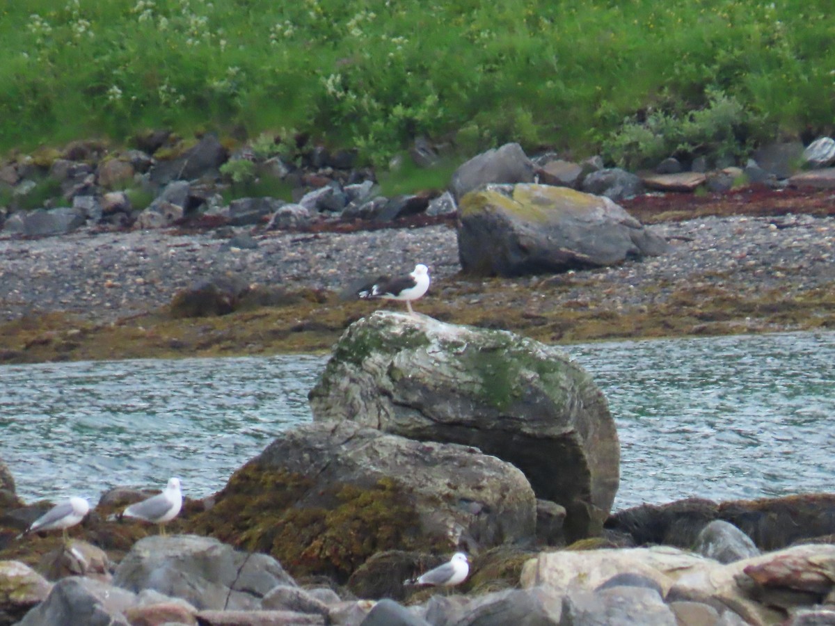 Great Black-backed Gull - ML620786540