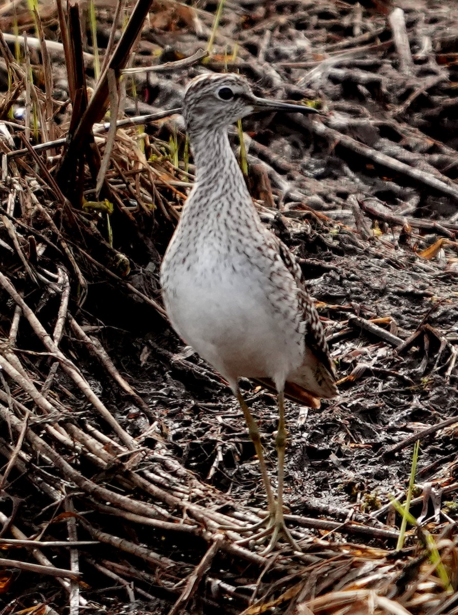 Wood Sandpiper - ML620786544