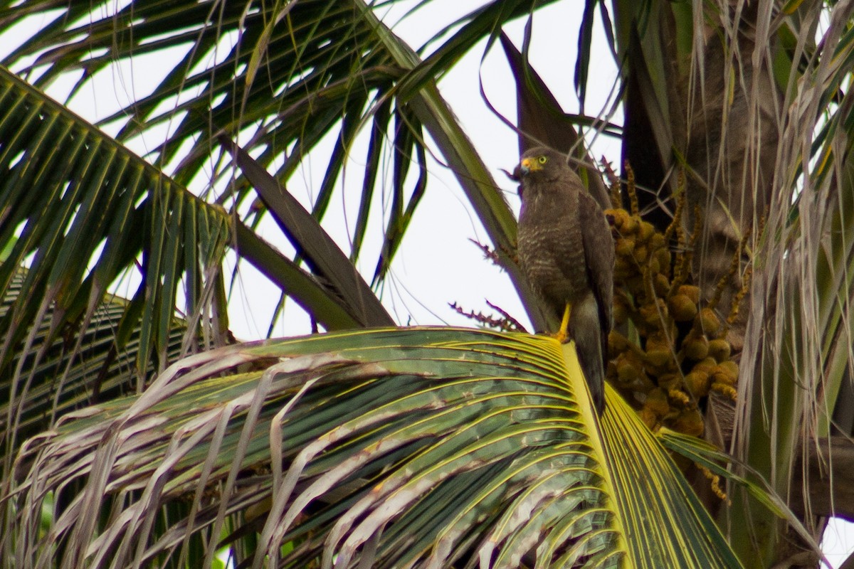 Roadside Hawk - ML620786548