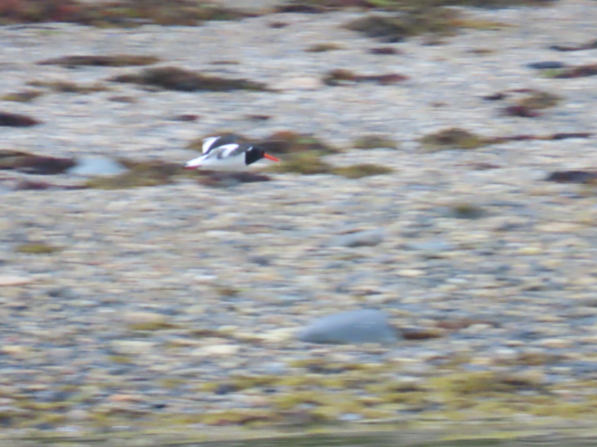 Eurasian Oystercatcher - ML620786550