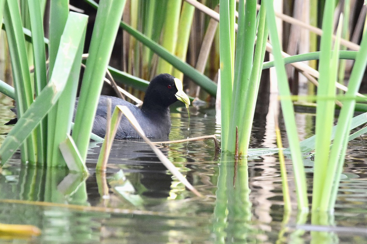 White-winged Coot - ML620786551