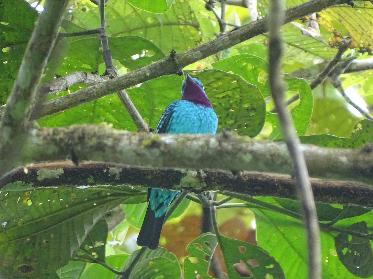 Spangled Cotinga - ML620786552