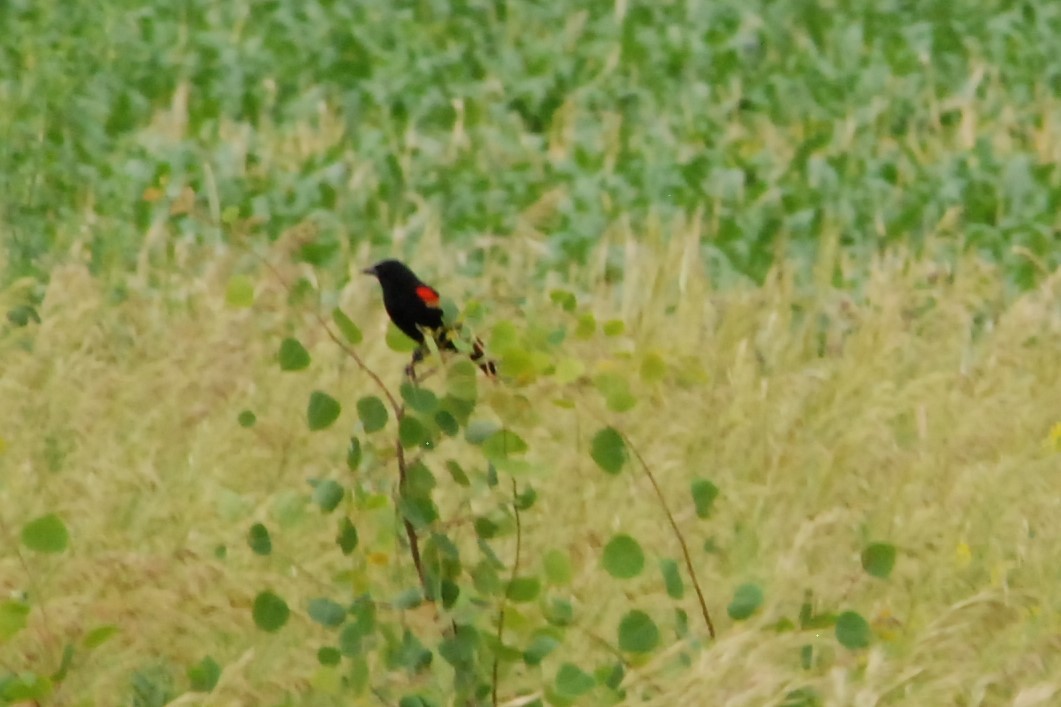 Red-winged Blackbird - ML620786553