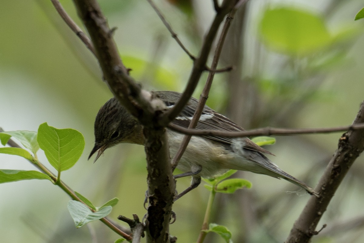 Bay-breasted Warbler - ML620786554