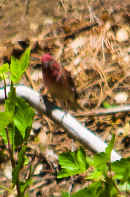 Purple Finch - ML620786558