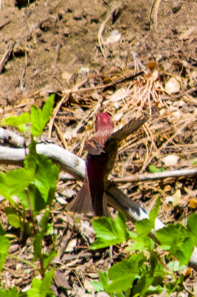 Purple Finch - ML620786560