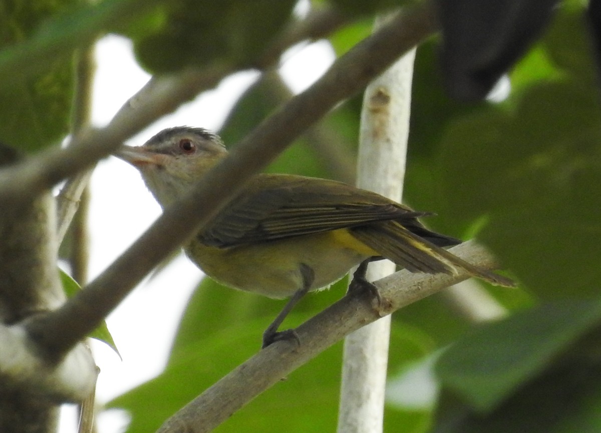 Yellow-green Vireo - ML620786561