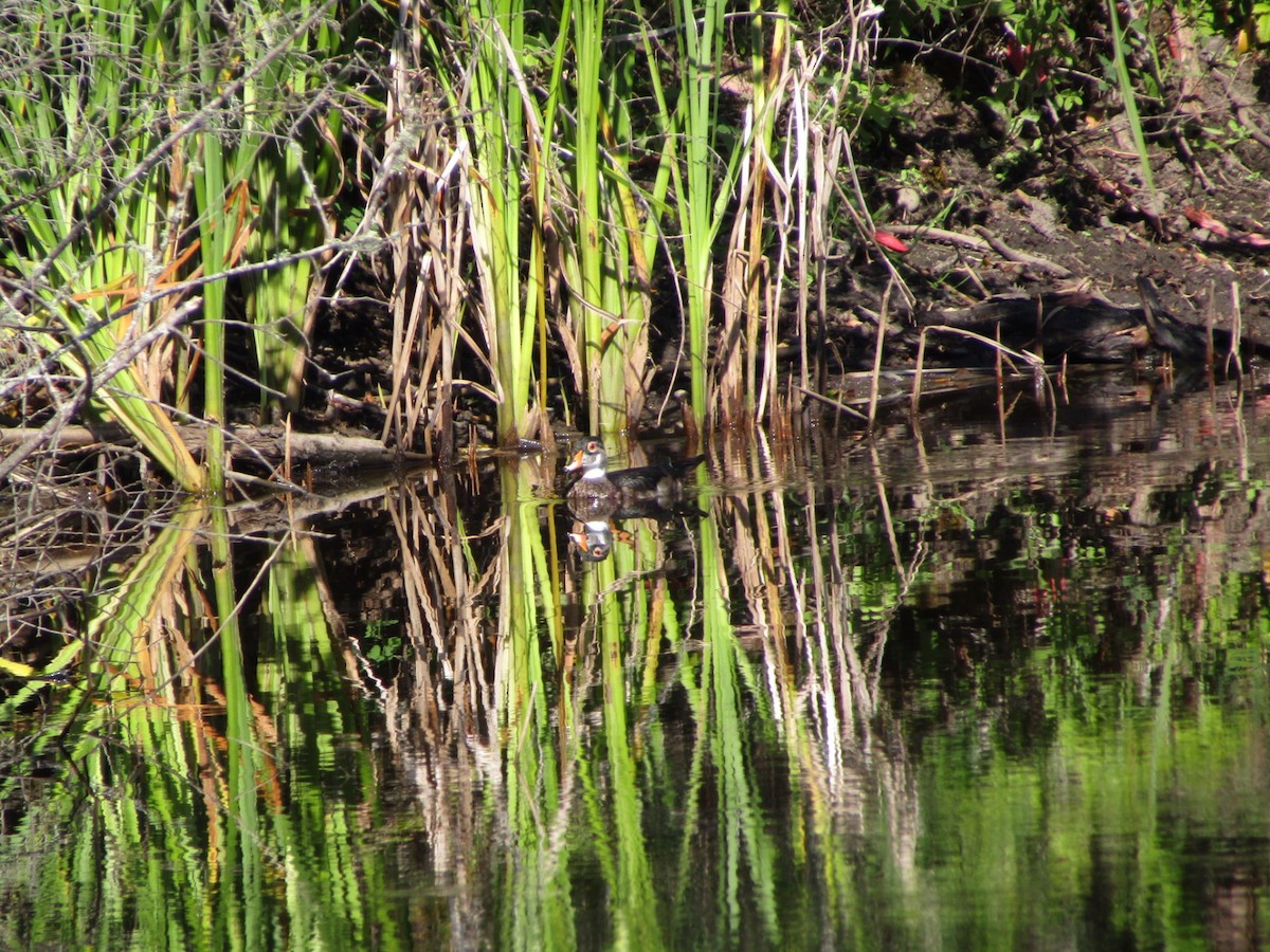 Wood Duck - ML620786583