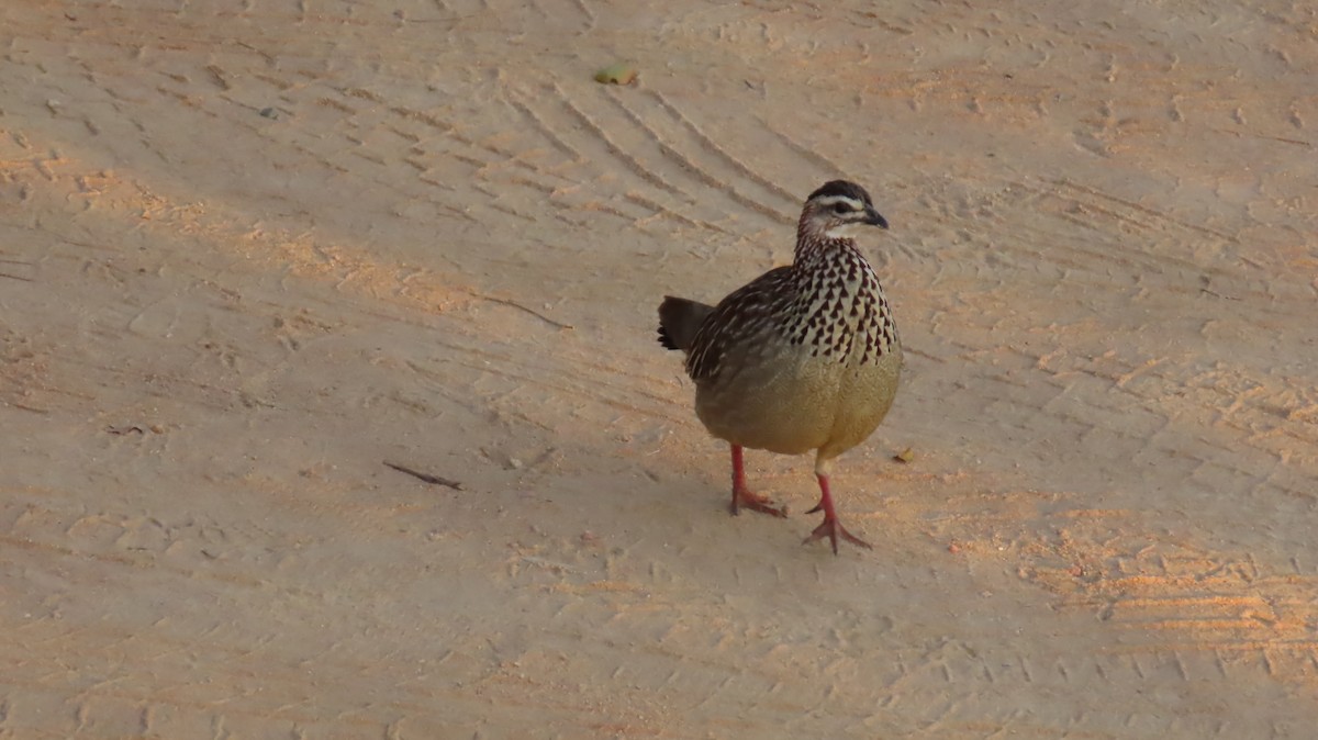 Crested Francolin - ML620786585