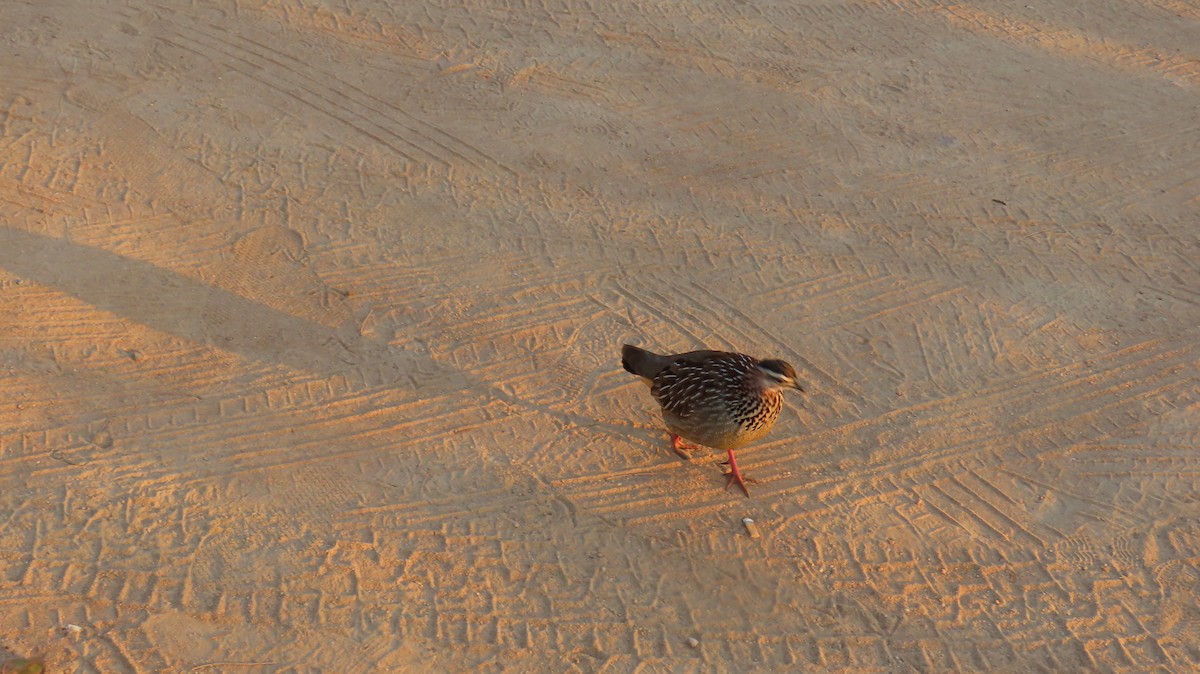 Crested Francolin - ML620786586