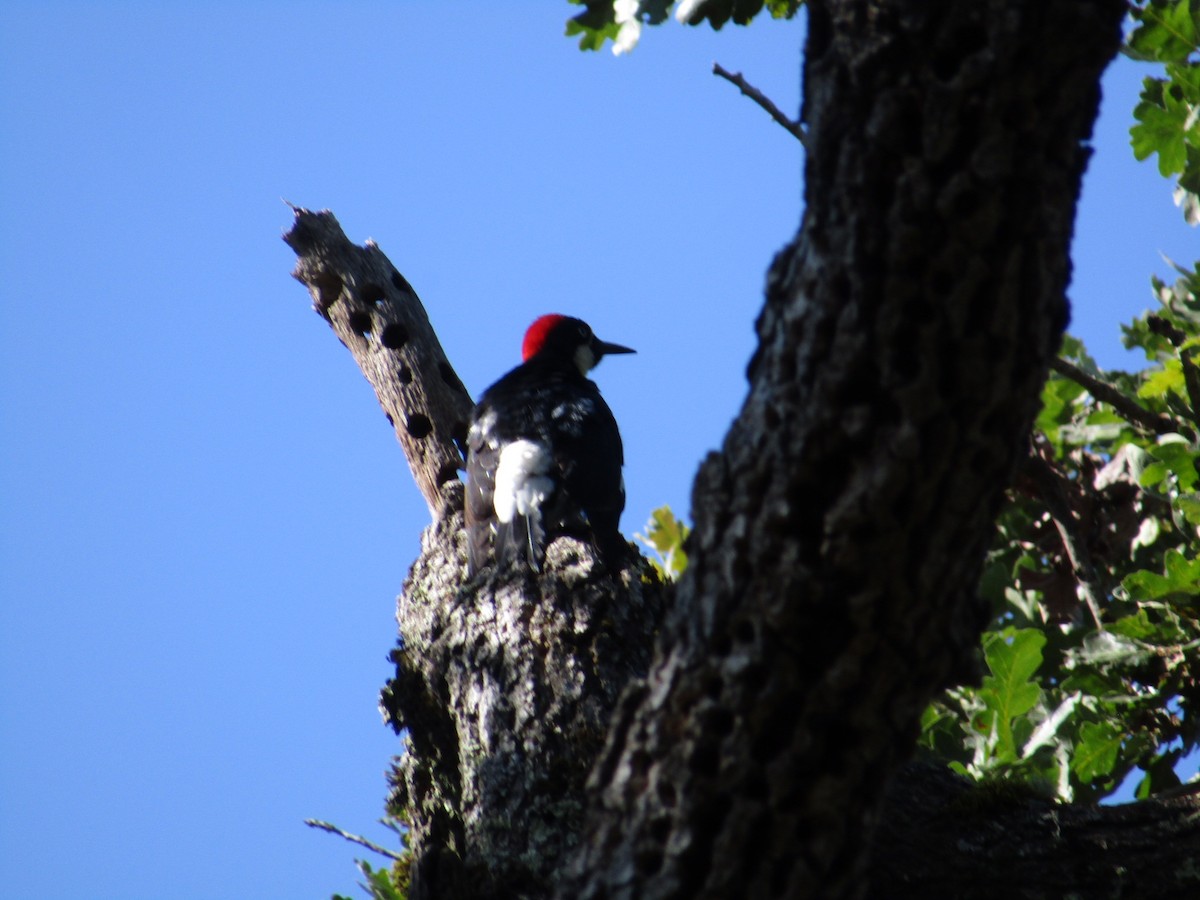 Acorn Woodpecker - ML620786590