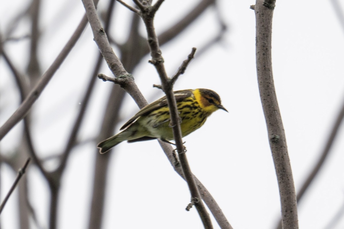 Cape May Warbler - ML620786596
