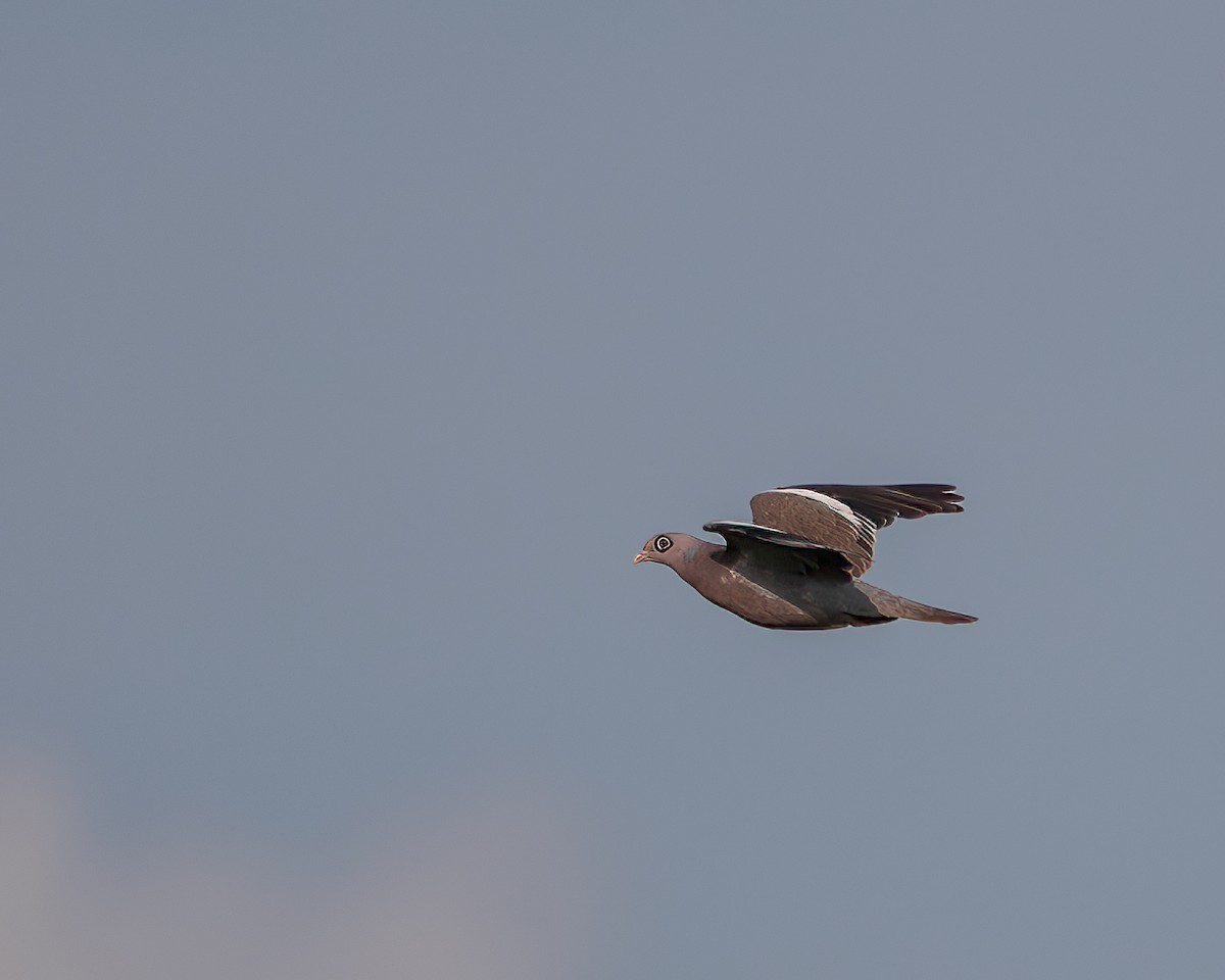 Bare-eyed Pigeon - ML620786597