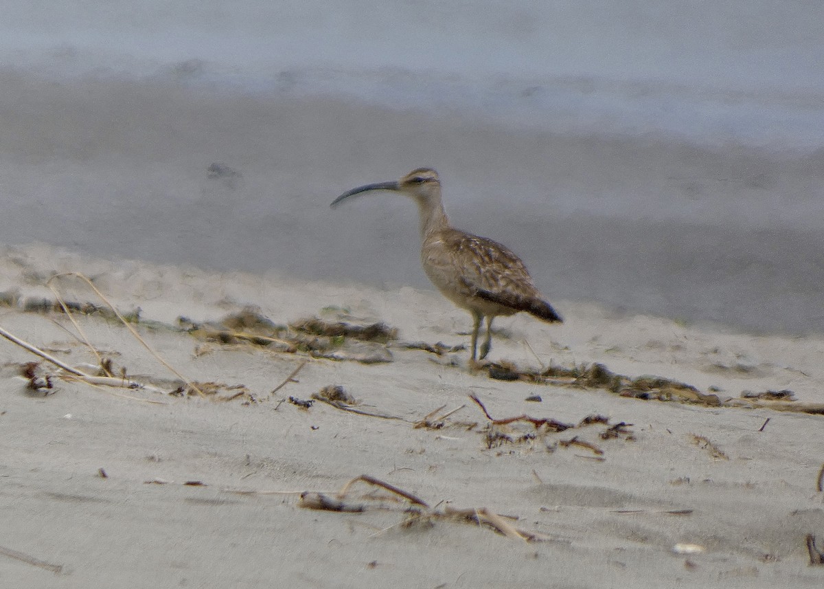 Whimbrel - ML620786602