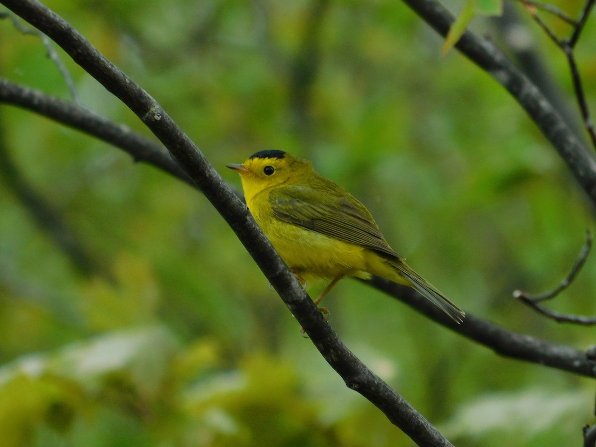 Wilson's Warbler - ML620786618