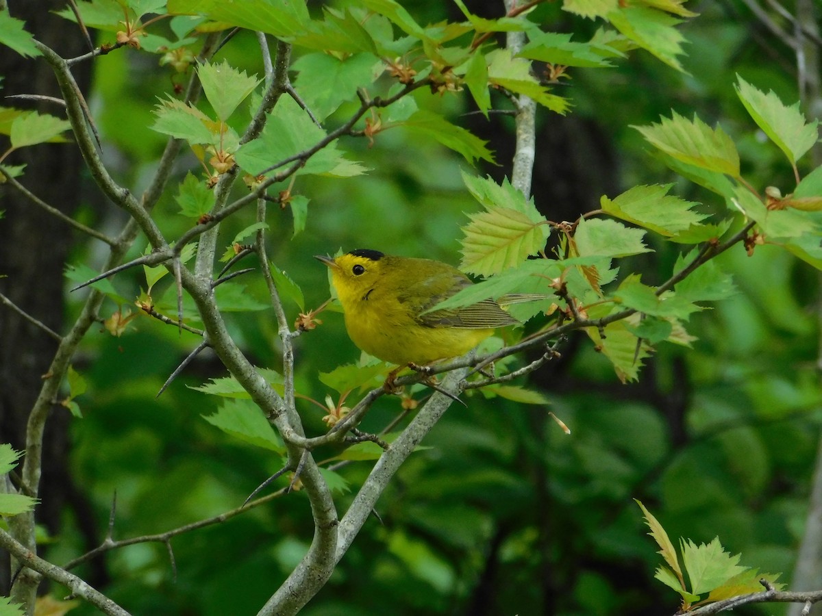 Wilson's Warbler - ML620786619