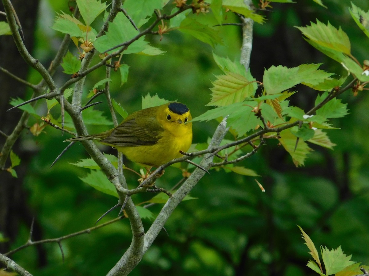 Wilson's Warbler - ML620786620