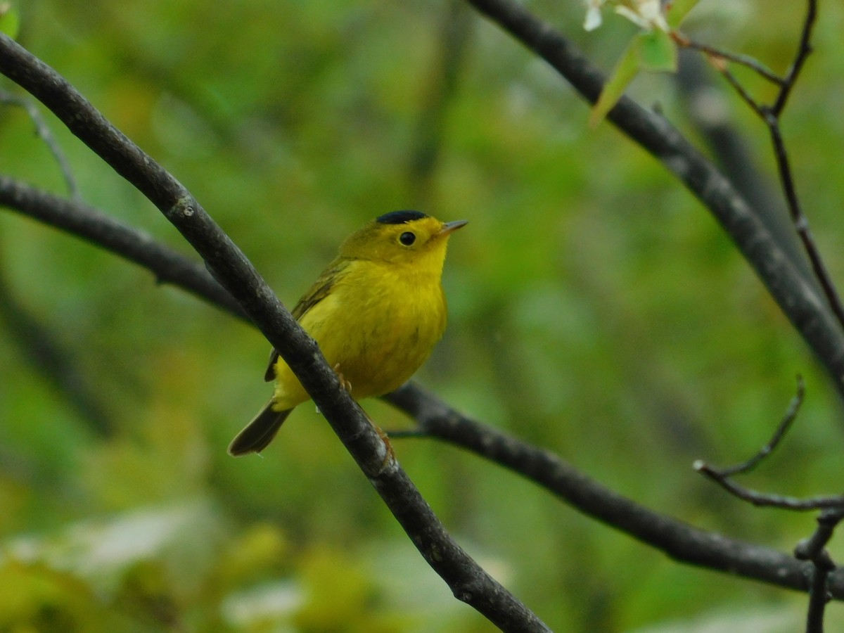 Wilson's Warbler - ML620786621