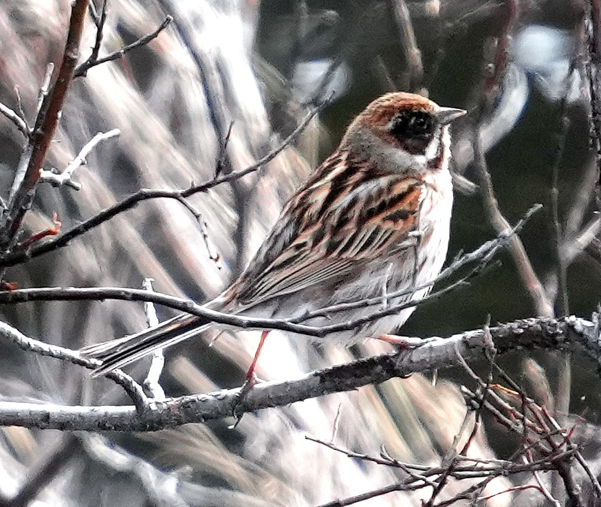 Reed Bunting - ML620786625