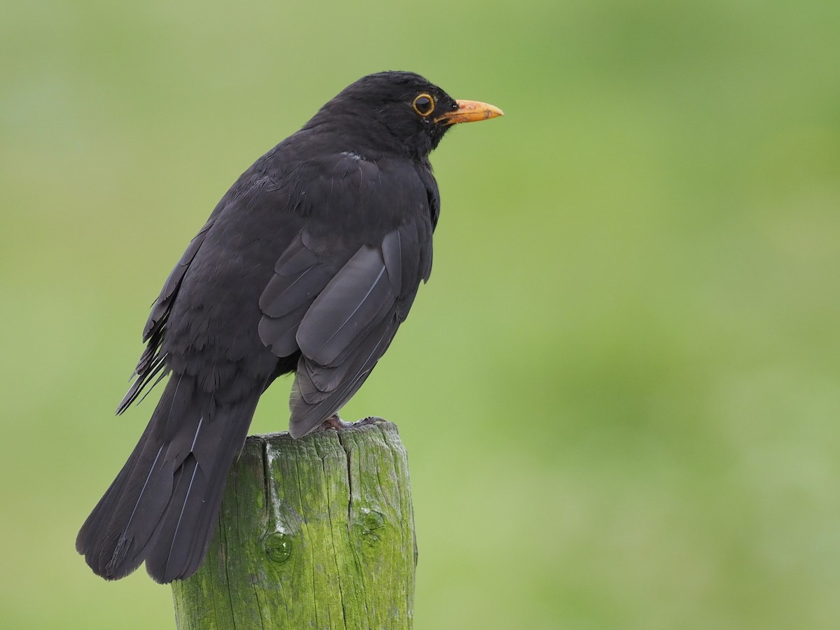 Eurasian Blackbird - ML620786629