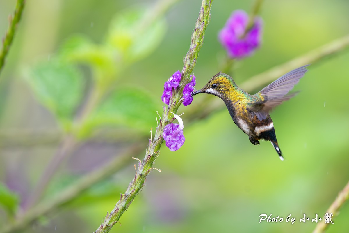 Wire-crested Thorntail - ML620786631