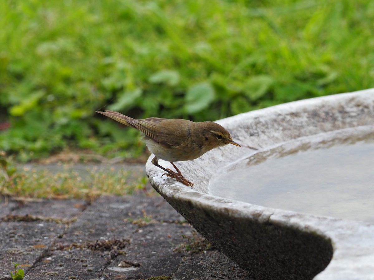 Mosquitero Común - ML620786633