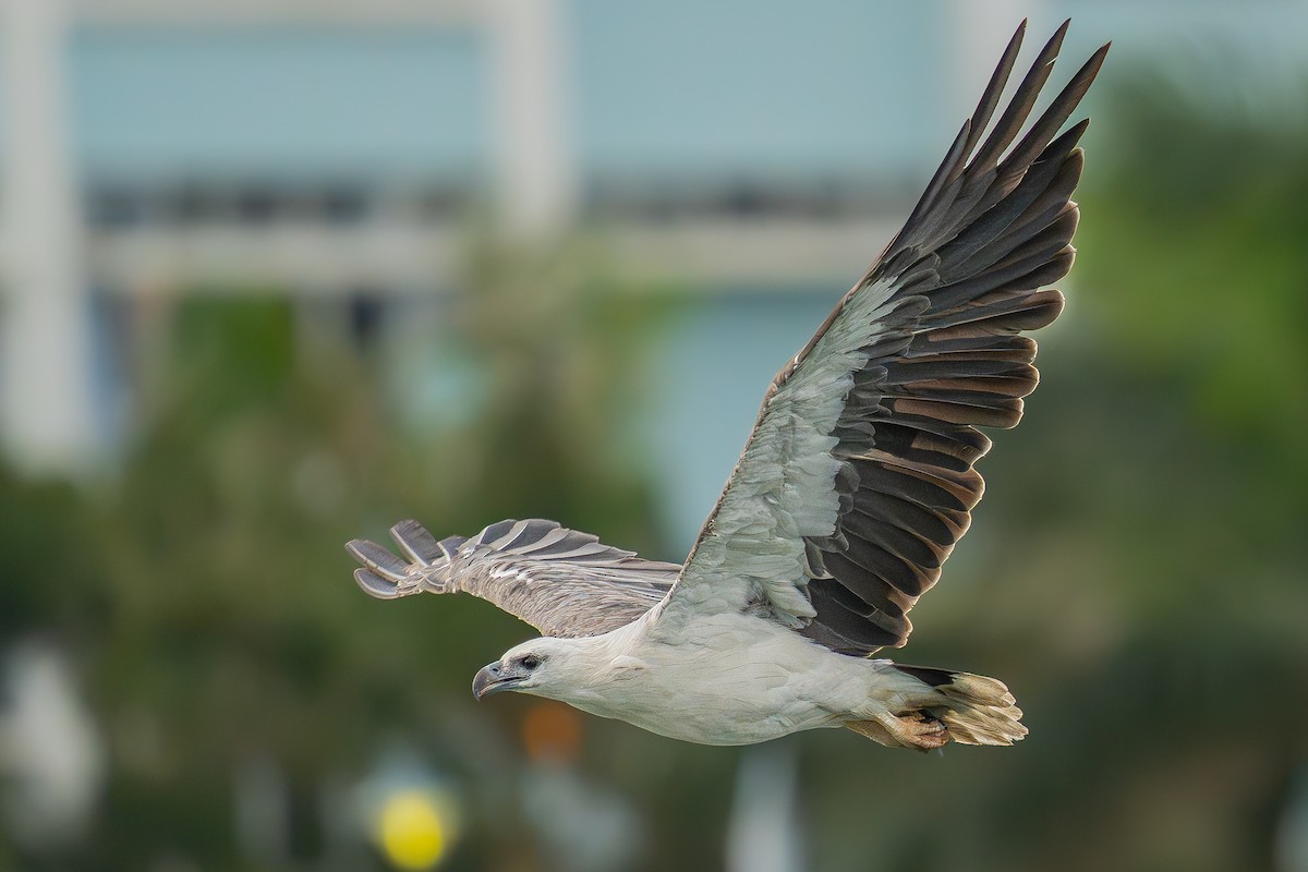 White-bellied Sea-Eagle - Brian Kwok