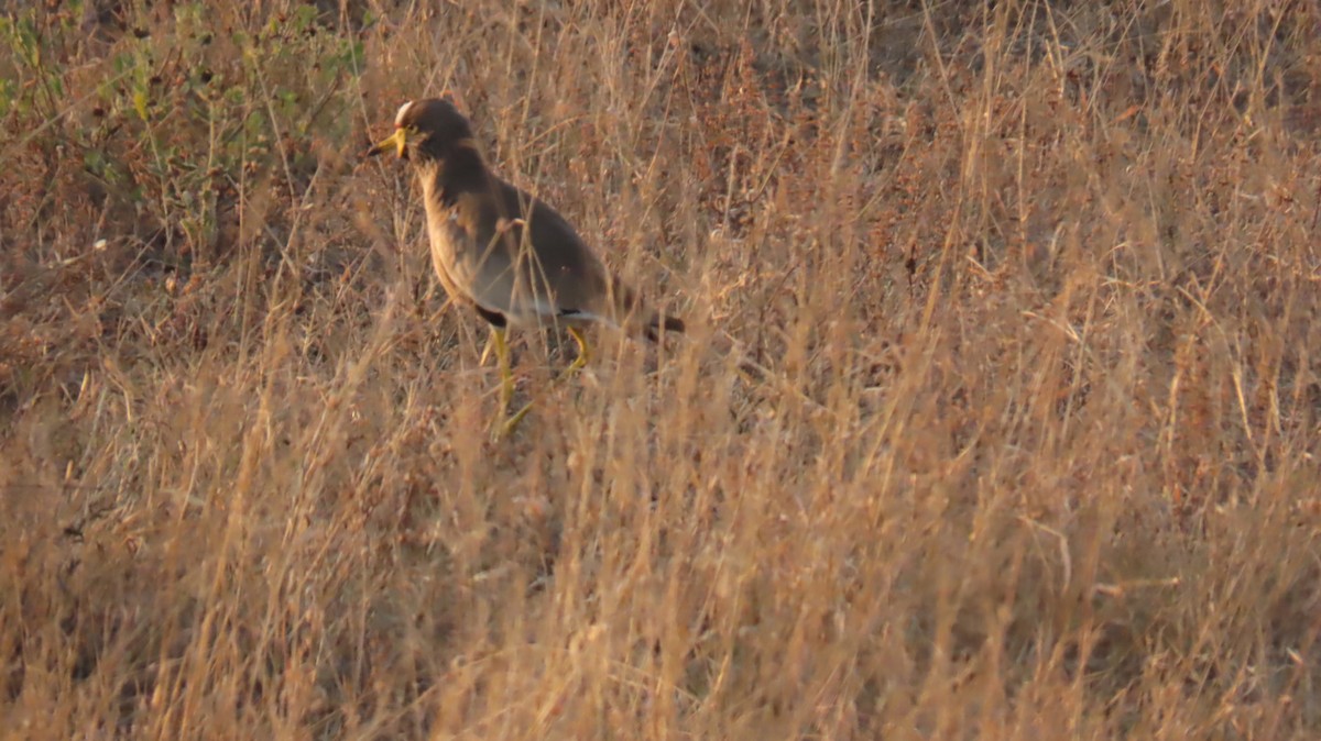 Wattled Lapwing - ML620786637