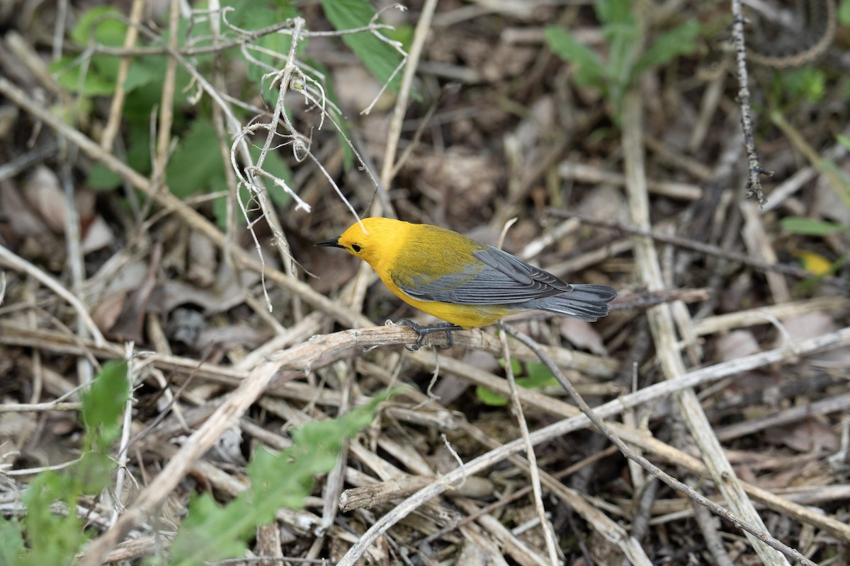 Prothonotary Warbler - Hannes Breuninger