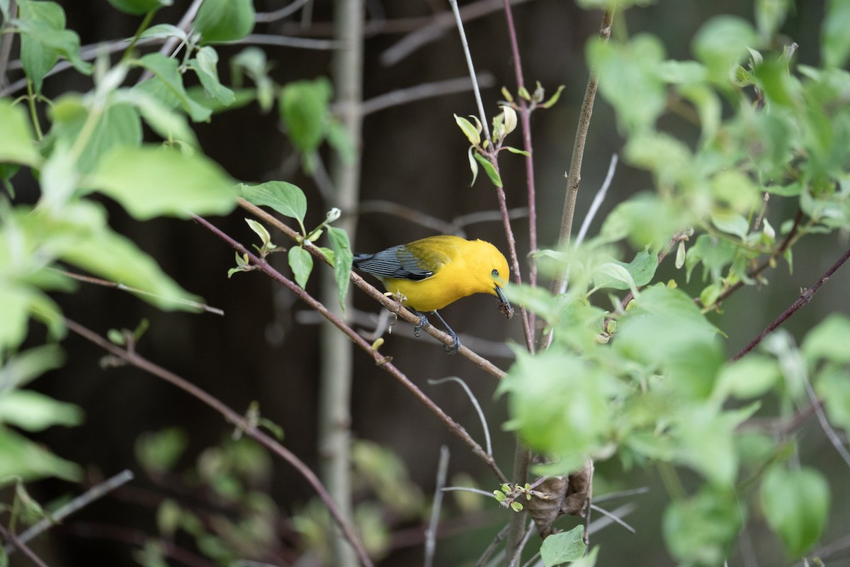 Prothonotary Warbler - ML620786640