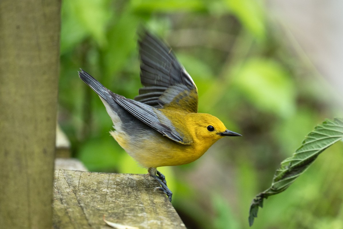 Prothonotary Warbler - ML620786641