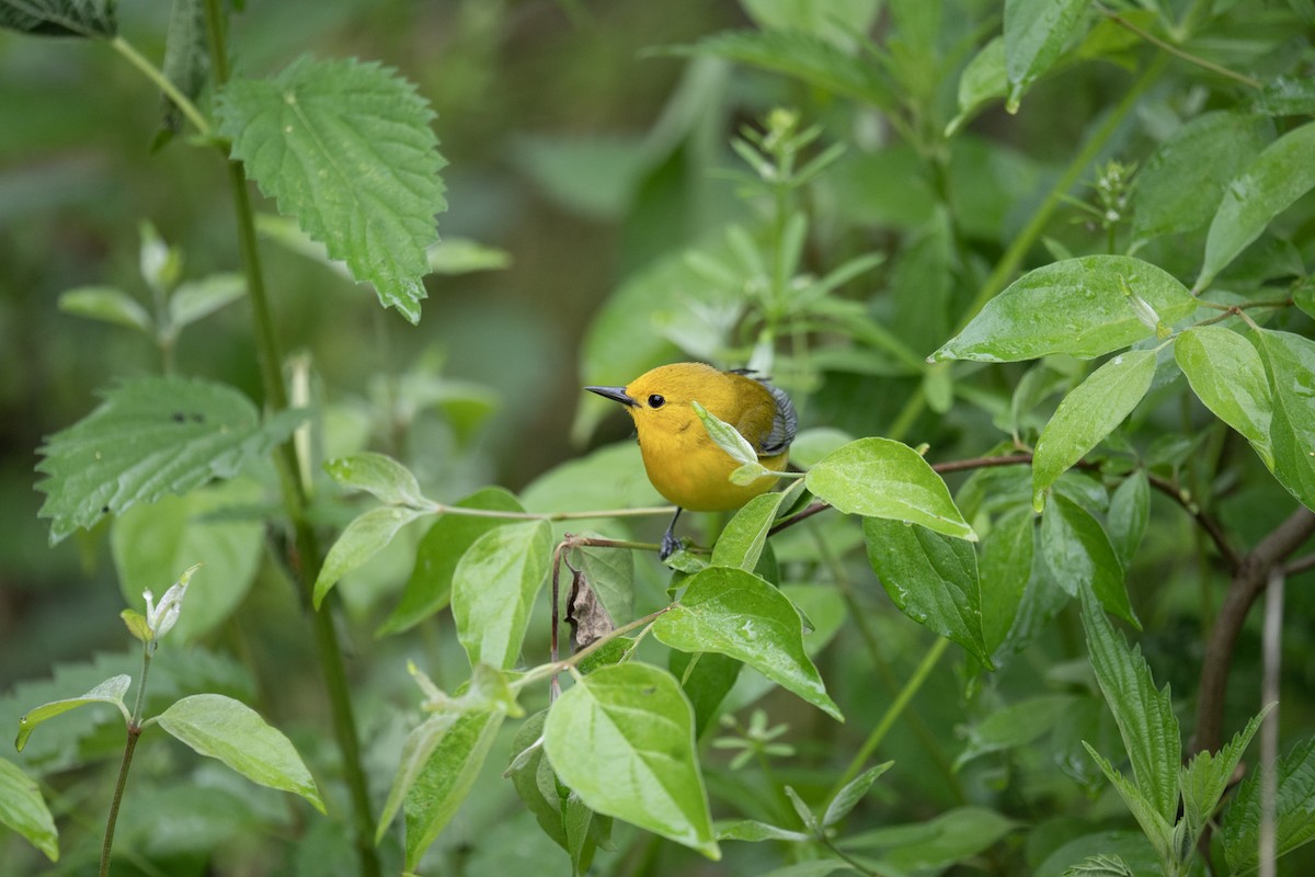 Prothonotary Warbler - ML620786642
