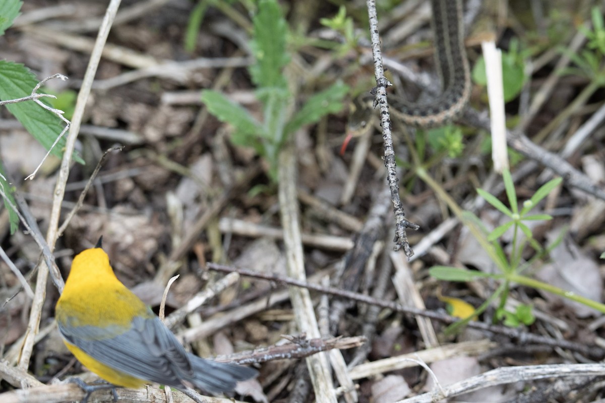 Prothonotary Warbler - ML620786643
